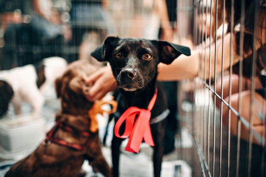 5 Mindful Prompts to Bond With Your New Dog