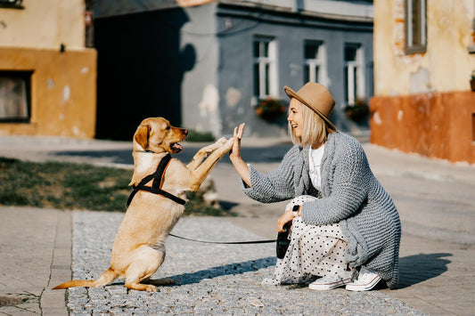 How to Bond With Your Dog Through Play Games That Strengthen Connection