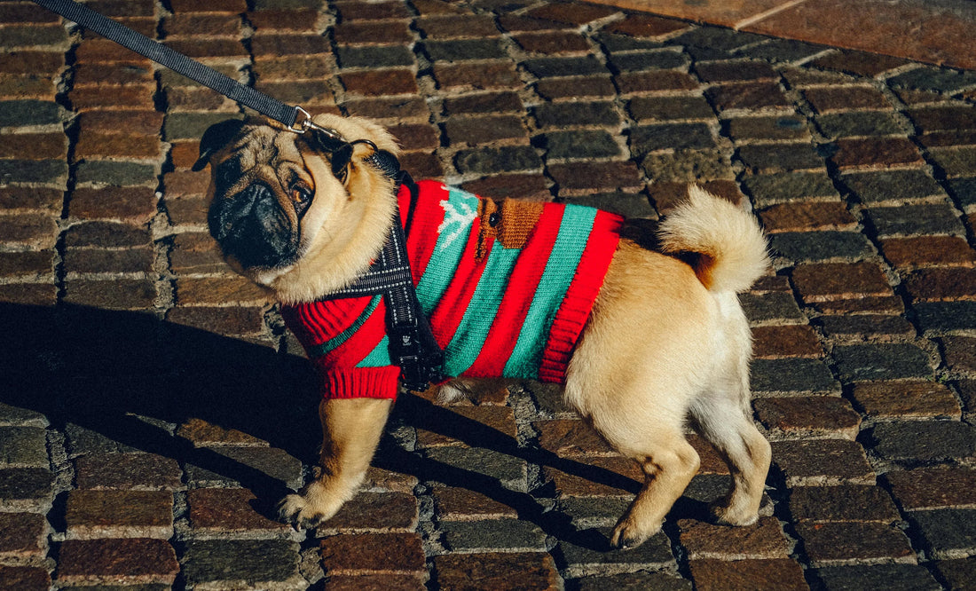 How to Choose a Trust Building Collar