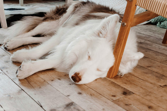 How to Create a Safe Space for Your New Dog (Without Overwhelming Them)