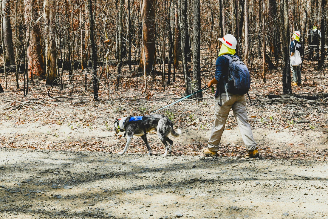 Rescue Dogs and Trust: Why Gear Choice Matters Even More