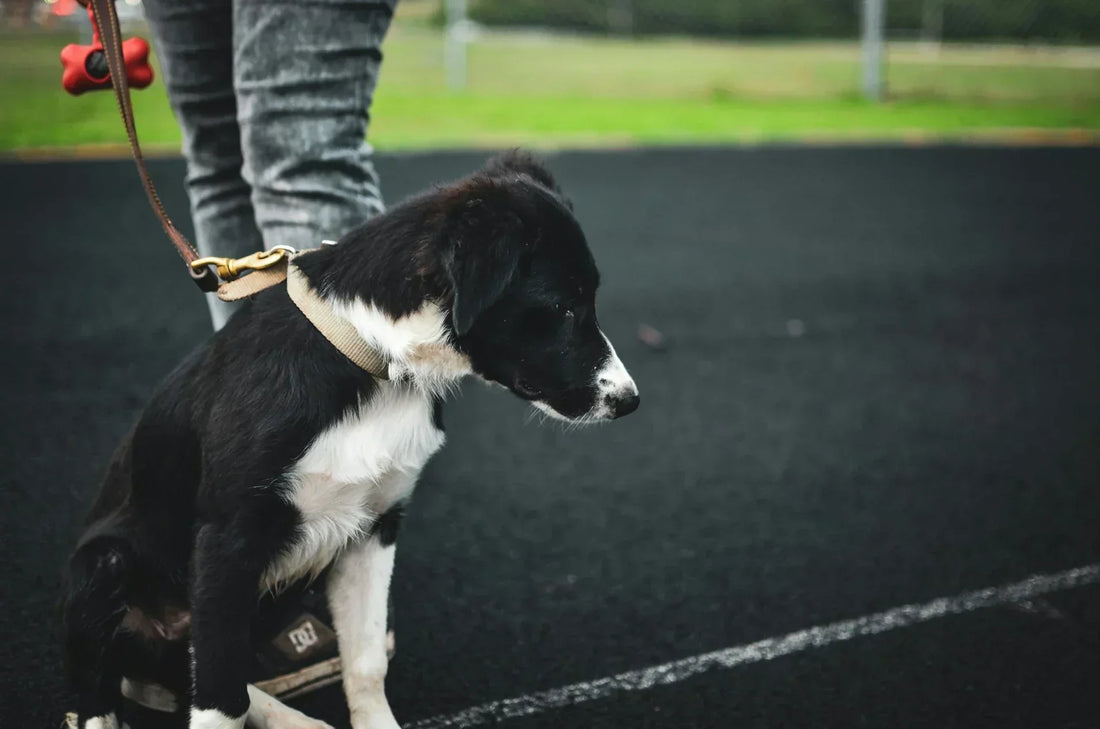 A reactive dog on a leash refuses to walk.