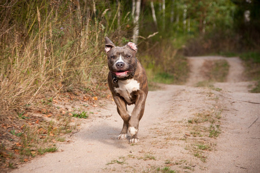 Why Your Dog's Behavior Isn’t the Problem and What to Focus On Instead