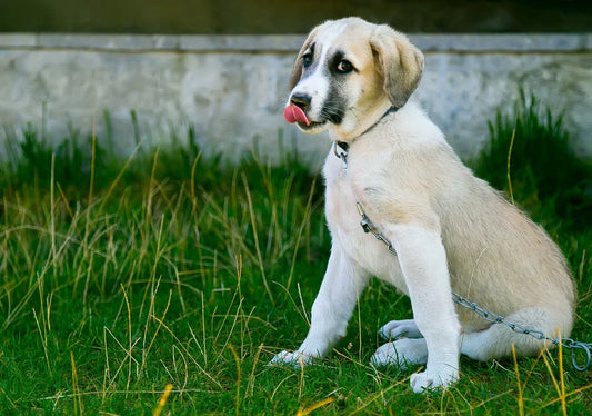 The Complete Guide to Understanding Your Dog’s Body Language