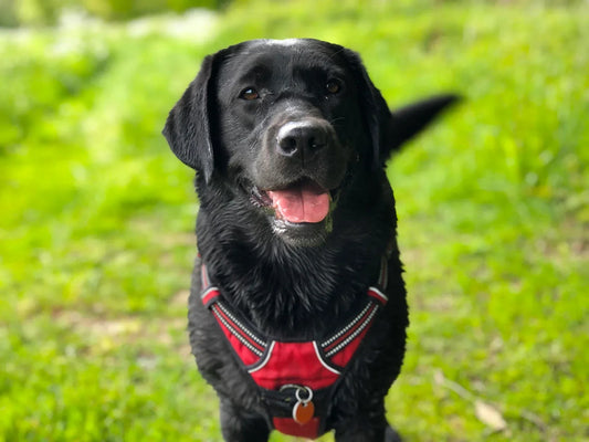 The Meaning Behind a Dog's Ears, Eyes, and Facial Expressions