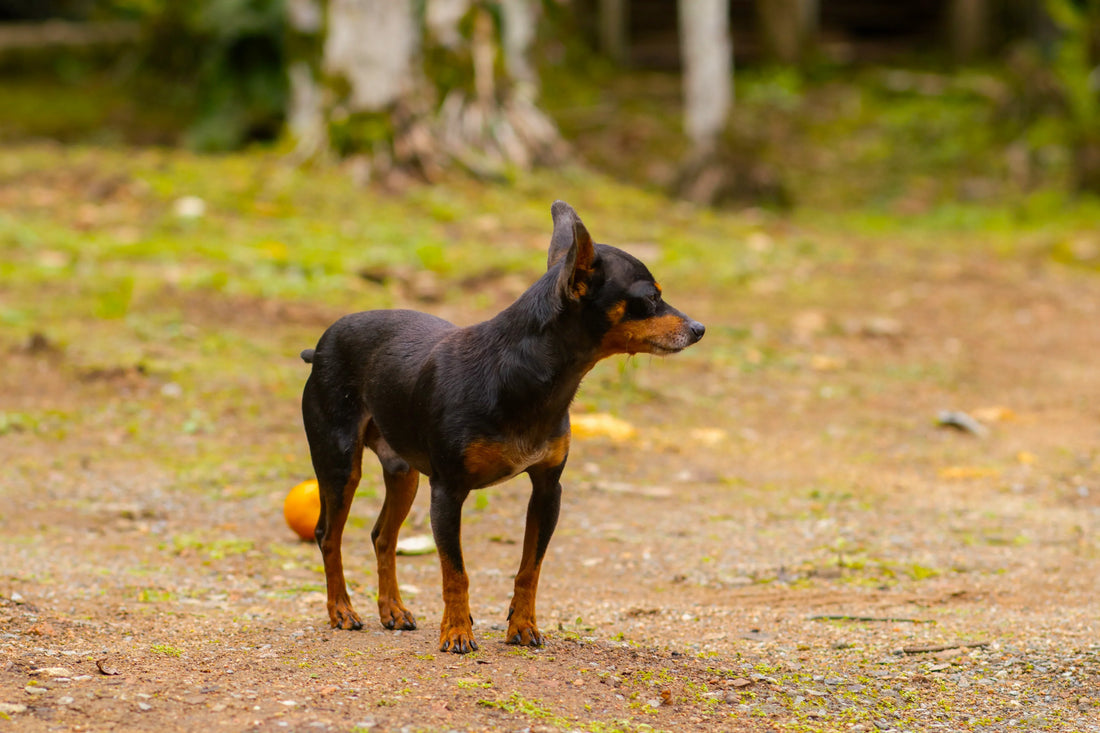 Dog Posture and Movement Patterns You Should Never Ignore