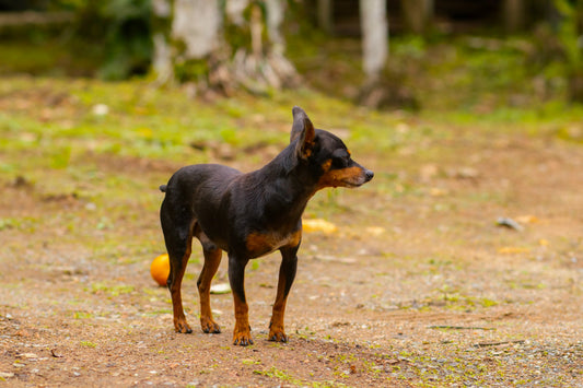 Dog Posture and Movement Patterns You Should Never Ignore