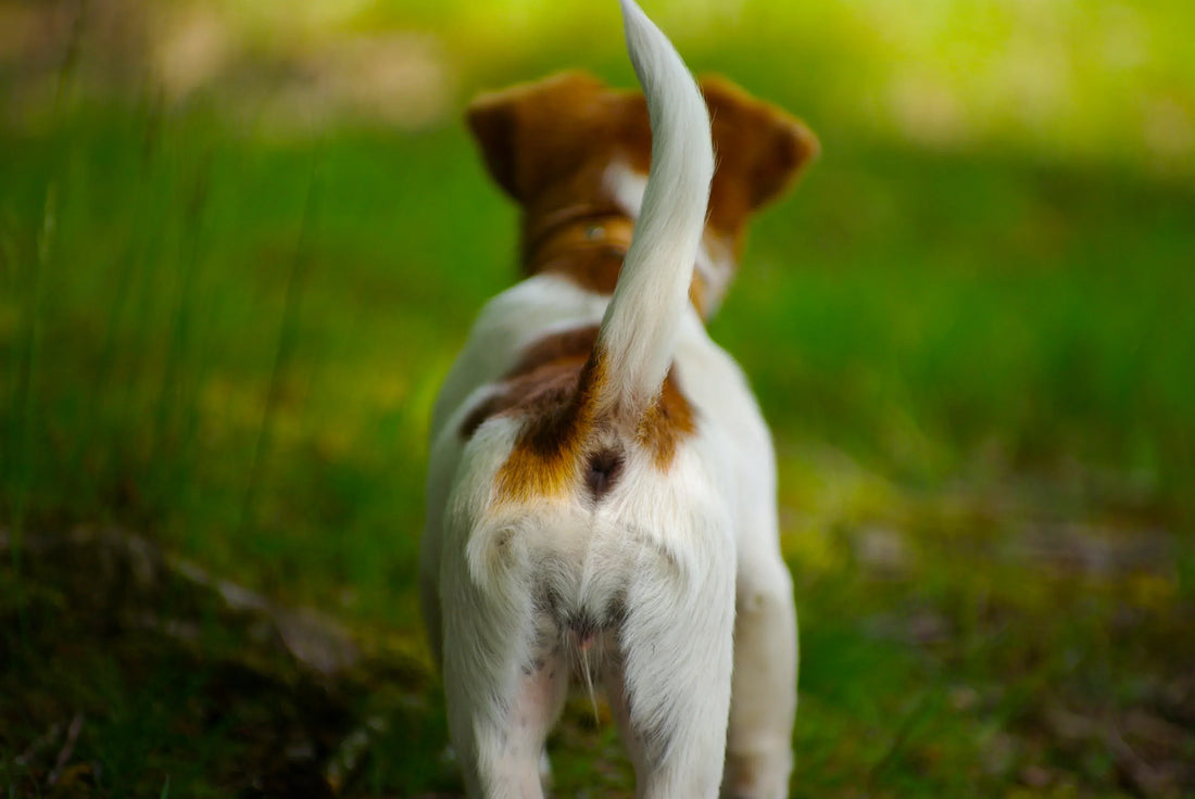 A Dog's Tail as a Full Emotional Barometer
