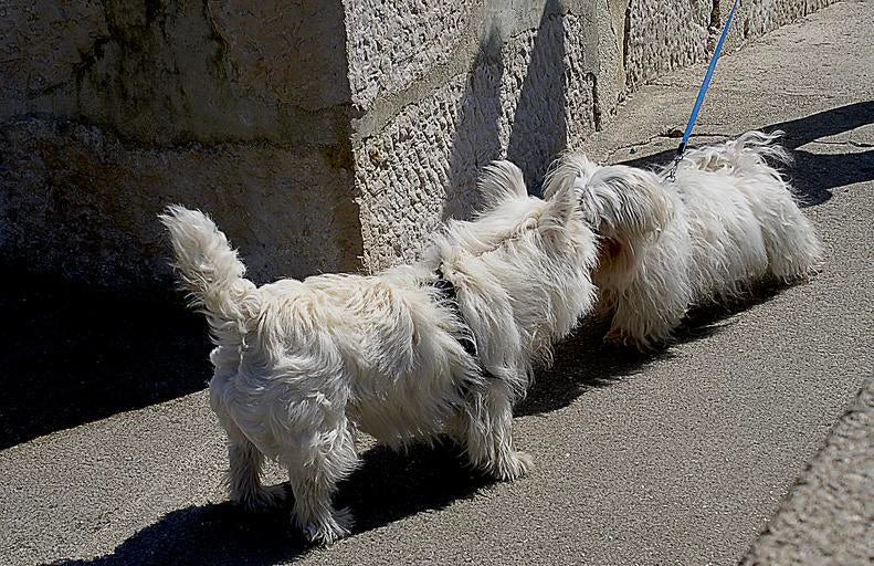 How Dogs Communicate With Other Dogs