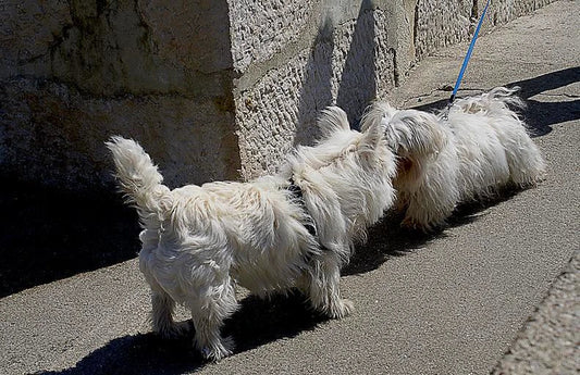 How Dogs Communicate With Other Dogs