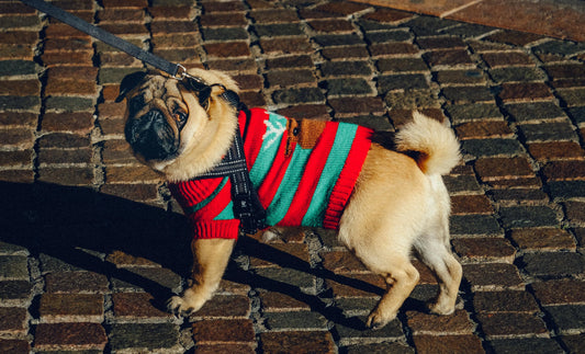 How to Choose a Trust Building Collar