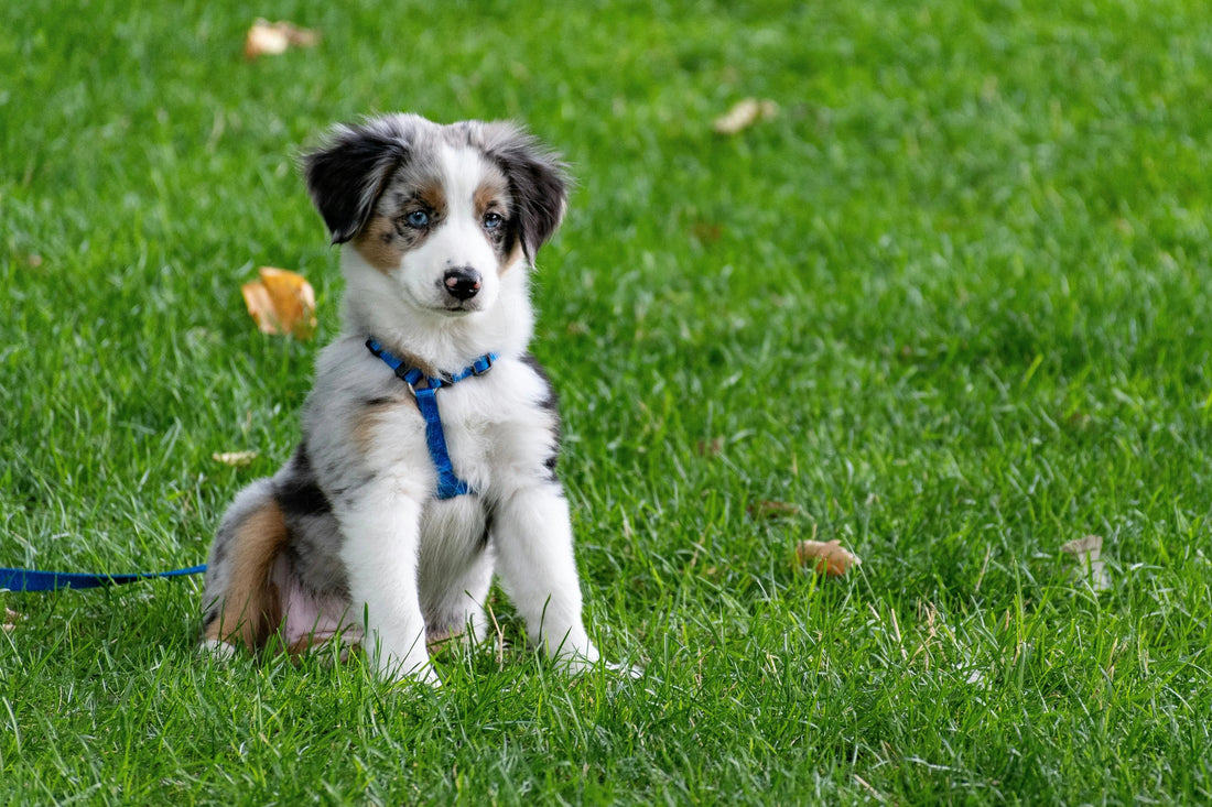 How to Introduce a New Collar or Harness Without Breaking Trust