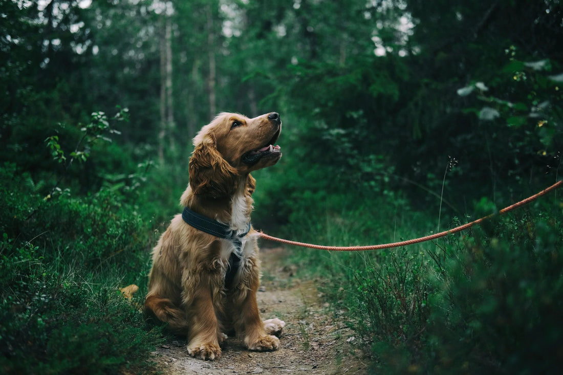  How Walking Gear Shapes Training Success