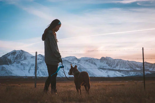 How to Notice What Triggers Your Dog’s Behavior Before It Escalates