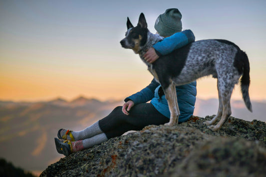 Understanding your dog’s body language
