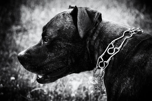Why Harsh Collars Damage Trust