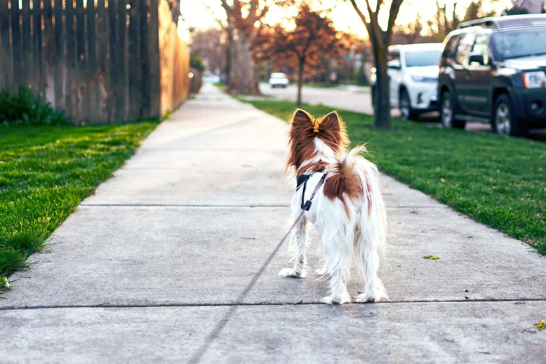 Understanding and Shifting Your Dog’s Reactive Behavior