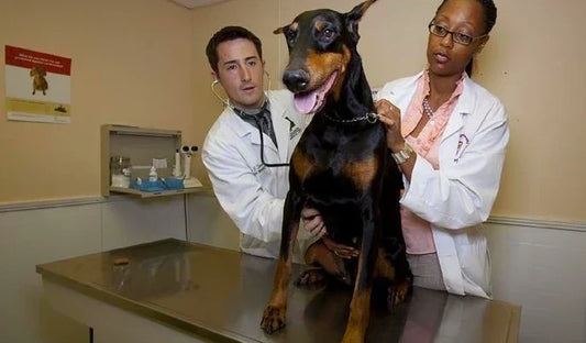 Doberman dog sits on a veterinarian's exam table.