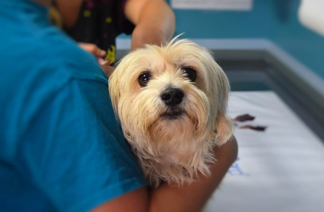 Small dog being gently held during a wellness exam at the vet, showing comfort, care, and the importance of routine check-ups for canine wellness