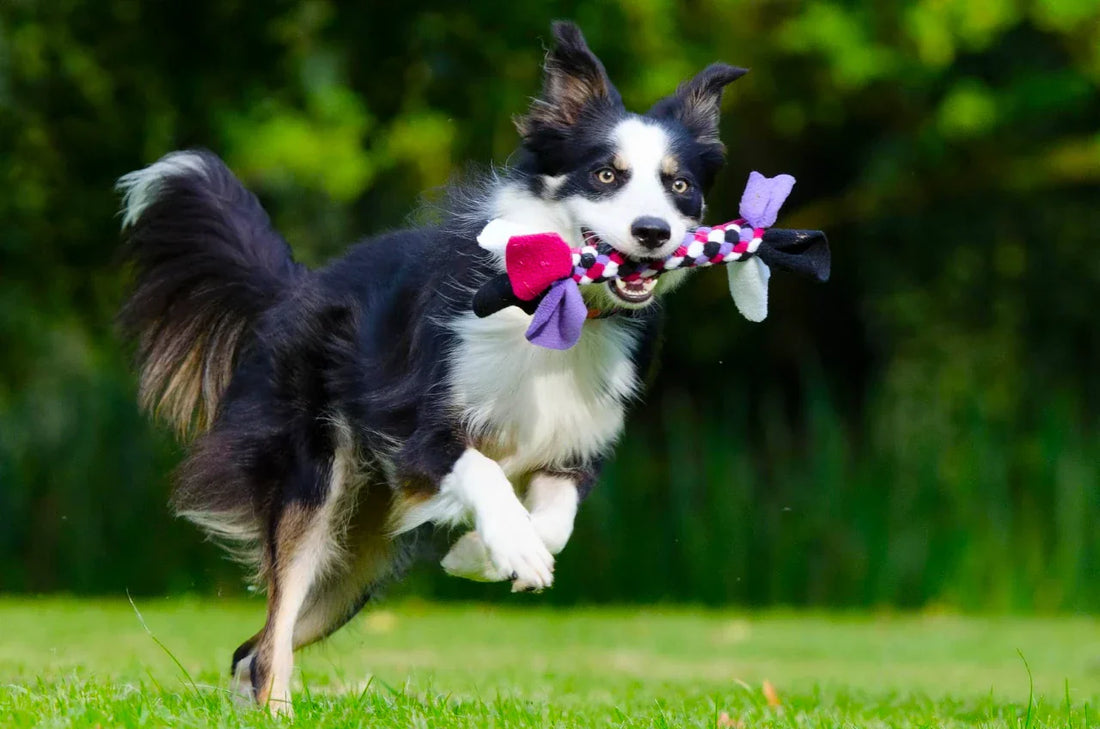 Border Collie runs after retrieving a rope toy.