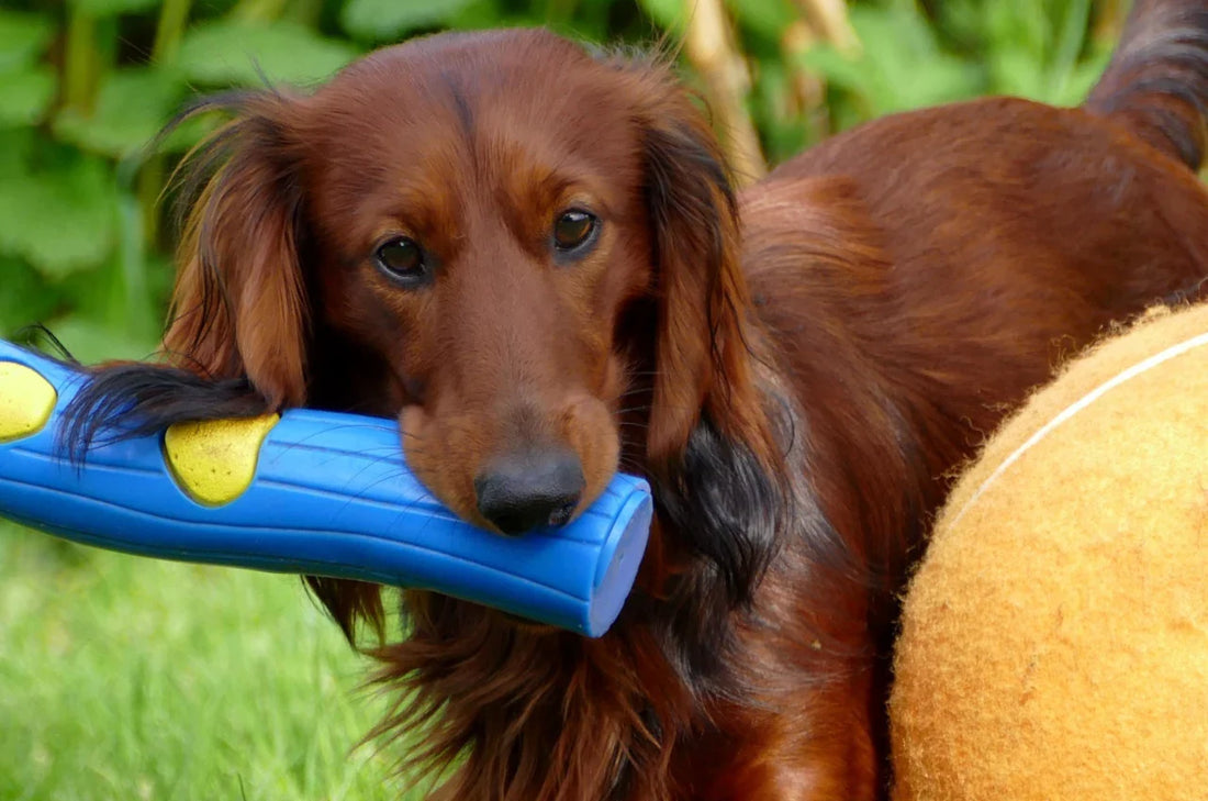 Brown spaniel dog is playing with a blue chew toy.