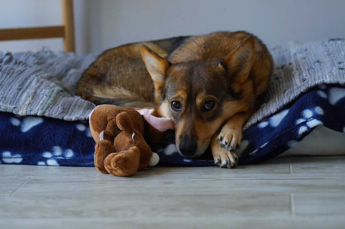 A medium sized dog lies comfortably on its dog bed.