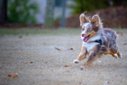 The Difference Between Excitement and Stress in Dogs
