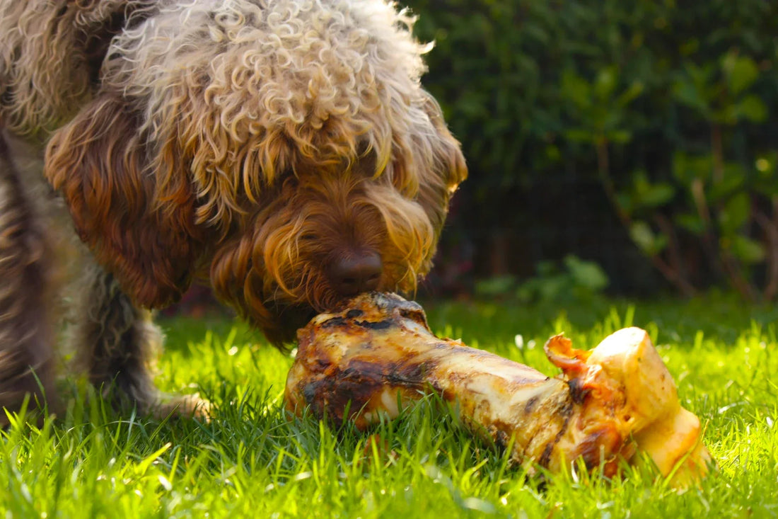 How to Build a Balanced Diet for You Dog That Supports Whole-Body Wellness