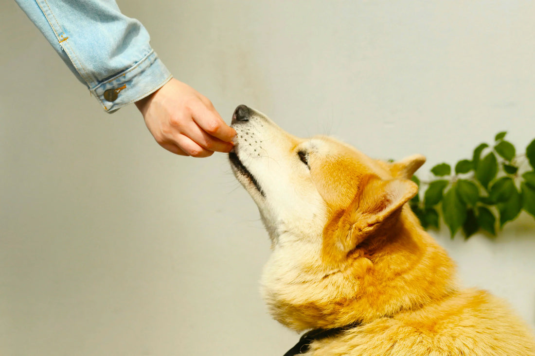 How to Connect Better With Your Dog - Even if They Seem Distant or Disobedient
