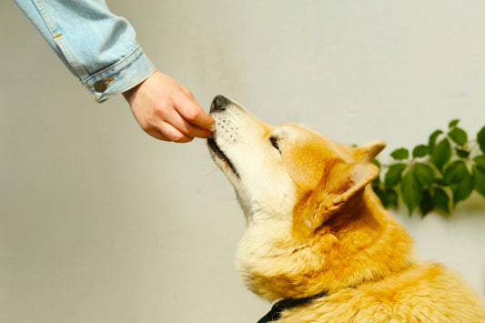 How to Connect Better With Your Dog - Even if They Seem Distant or Disobedient