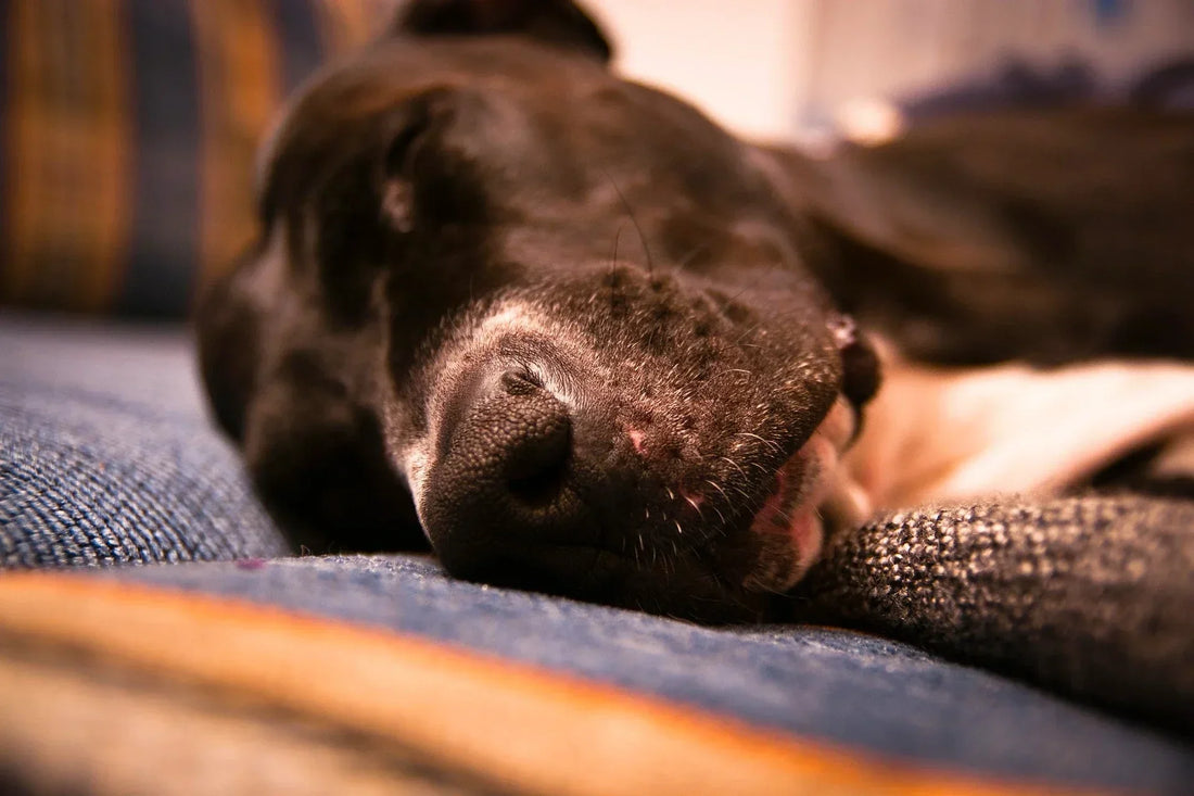 Large black and white dog sleeps on the floor.