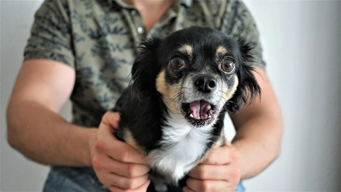 Anxiety in Dogs: How to Calm an Anxious Dog Without Making Things Worse