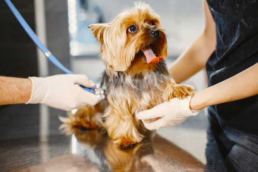 Understanding Canine Anxiety: How to Support Your Dog's Mental Health