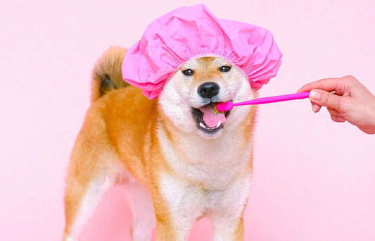A Shibu Inu dog is wearing a shower cap while its teeth are being brushed.