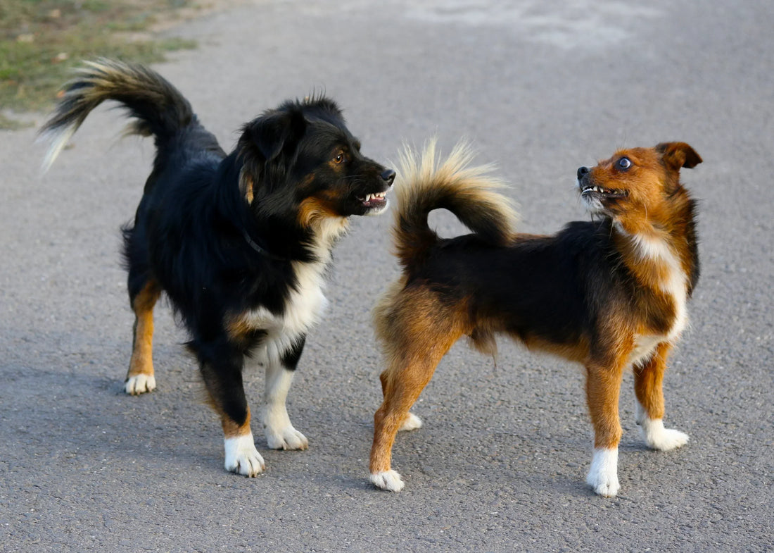 Body Language Red Flags Every Dog Person Should Know