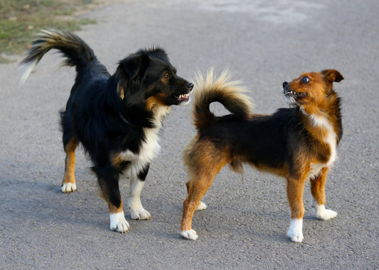 Body Language Red Flags Every Dog Person Should Know