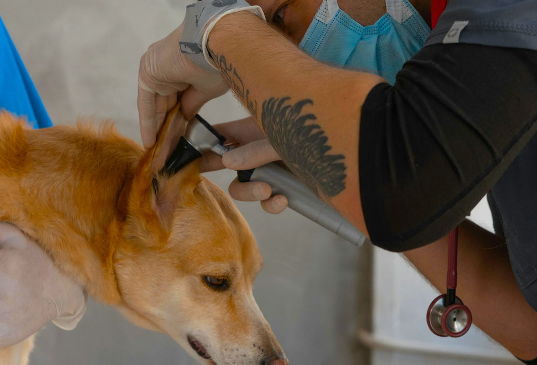 A dog gets a wellnesss exam from the veterinarian